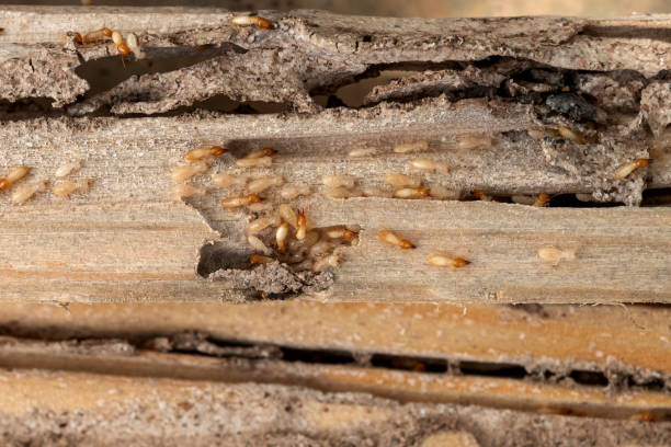 Best Best Pest Control Companies  in Wabash, IN